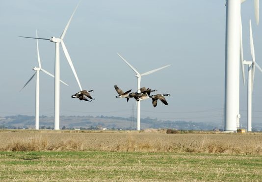 Bird deaths from wind turbines are small when compared to other human-caused sources of avian mortality