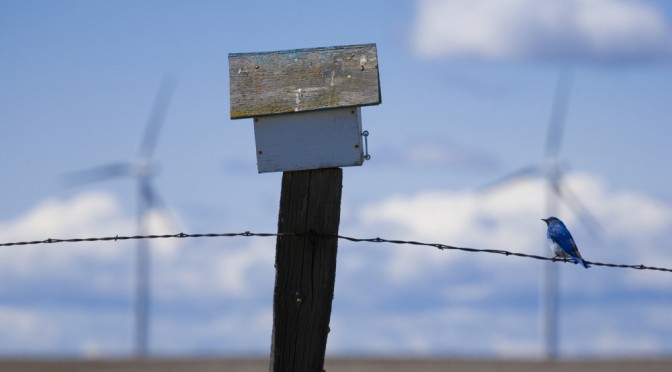 Wind energy industry has legacy of caring for wildlife