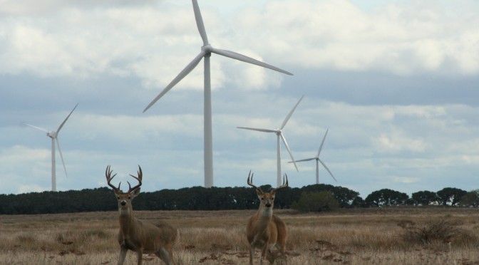Conservationists see wind energy’s benefits