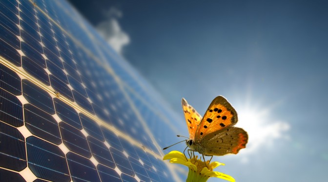 Butterfly-inspired technique could make photovoltaic solar energy cheaper