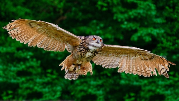How Owls Could Help Make Wind Turbines Planes Quieter