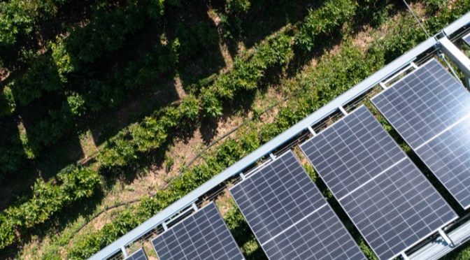 Iberdrola selects four international projects to promote coexistence of agriculture and livestock farming in photovoltaic plants