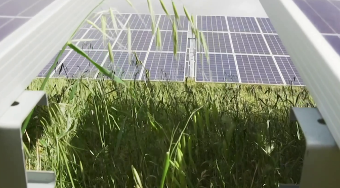 Iberdrola becomes a leading UK solar developer