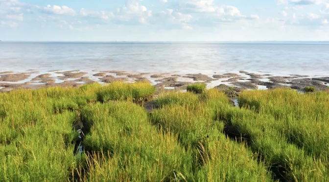 Ørsted commits to restoring the Humber’s biodiversity with pioneering project in the UK