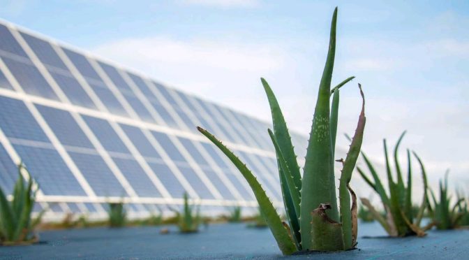 Agrivoltaics: Enel Green Power’s campaign bears its first fruits