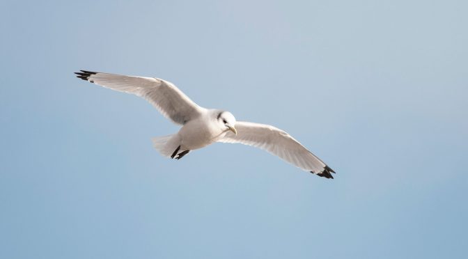 Birds avoid wind turbine blades