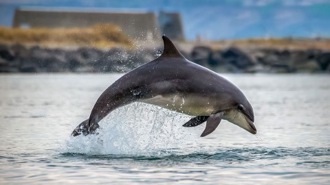 Vattenfall goes the extra mile for dolphins in Denmark