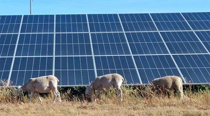 Iberdrola launches a “solar grazing” in Portugal with some 300 sheep