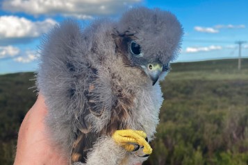 Britain’s smallest bird of prey continues to thrive at Ray wind farm