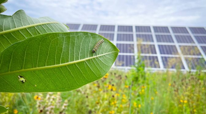 Photovoltaic solar power plants can provide a vital home for native insects
