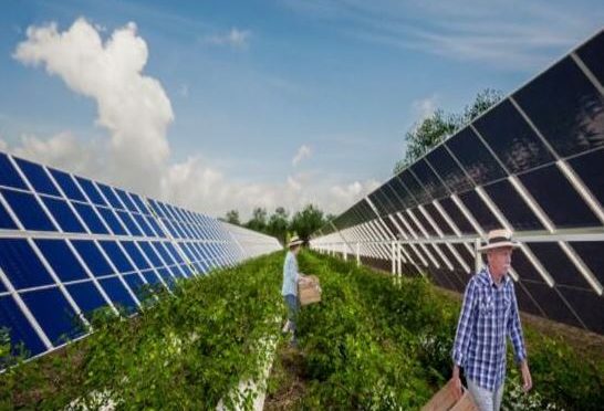 Unergy announces its first agrivoltaic projects in Colombia